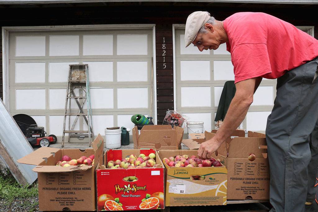 Greg Giuliani picks apples from his orchard to make cider. Giulianis apples are all special variations of apples. Giuliani grafted his trees to produce unique apple variations.