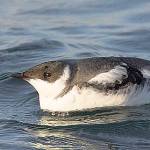 Habitat for the marbled murrelet in King County includes areas around the Middle and North Forks of the Snoqualmie River, as well as areas around the Skykomish and Upper Cedar rivers. File photo