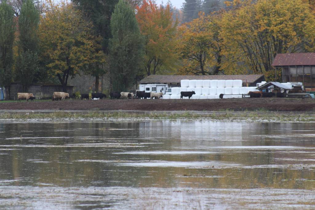 Cows meander on a berm across the Snoqualmie River from SE 100th Street on Oct. 22. Heavy rain on the Cascades in previous days caused rivers in Puget Sound to swell. Aaron Kunkler/staff photo