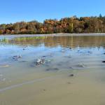 Much of Local Roots Farm near Duvall was submerged during the flooding on Oct. 22 and 23. While owner Siri Erickson-Brown said theyre prepared for flooding beginning in November, floods in October are much more rare. Contributed by Snoqualmie Valley Preservation Alliance