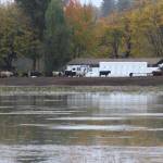 Cows meander on a berm across the Snoqualmie River from SE 100th Street on Oct. 22. Heavy rain on the Cascades in previous days caused rivers in Puget Sound to swell. Aaron Kunkler/staff photo