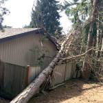 Courtesy photos                                Unhealthy, dying, decaying trees present hazard.