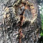 A tree with a stress crack.