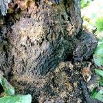 Visible decay at the base of a tree.