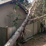 Courtesy photos                                Unhealthy, dying, decaying trees present hazard.