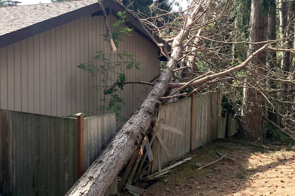 Courtesy photos                                Unhealthy, dying, decaying trees present hazard.