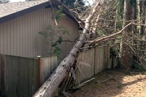 Courtesy photos                                Unhealthy, dying, decaying trees present hazard.