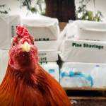 Courtesy photo                                Manny the rooster, a cockfighting rescue, in front of supplies. Rooster Haus Rescue is stocking up, preparing to stay a while due to a landslide on 356th Drive Southeast in Fall City, a sole access road for some 75 homes.