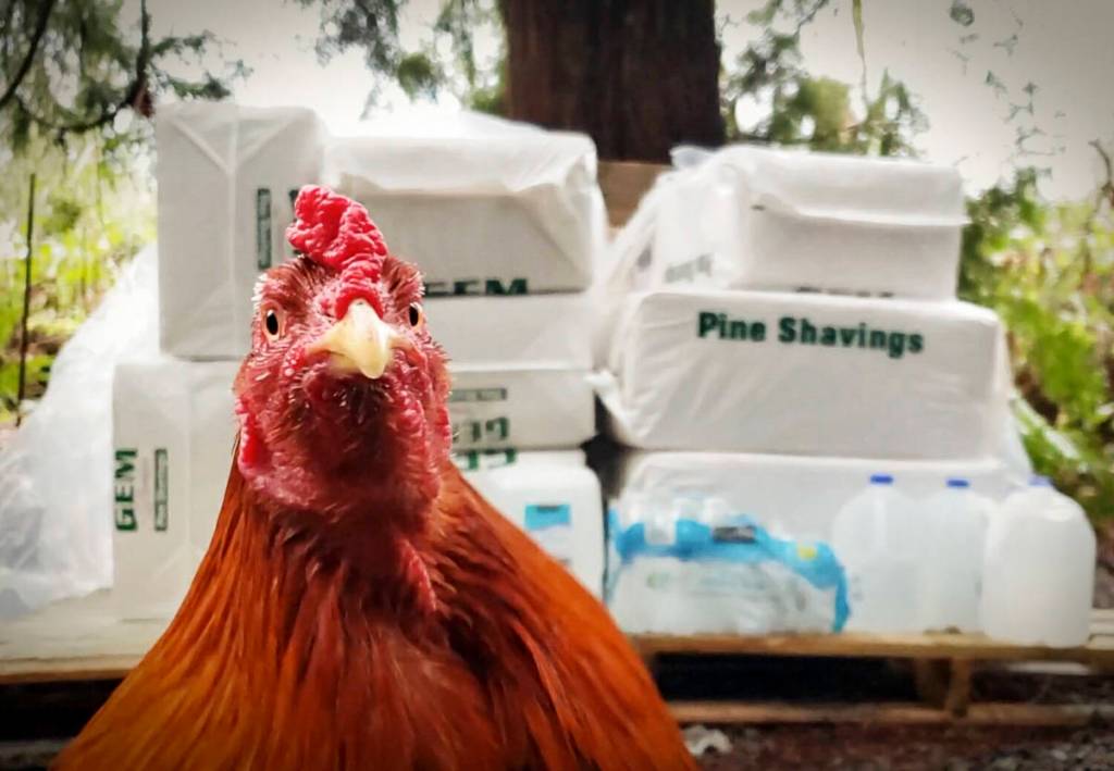 Courtesy photo                                Manny the rooster, a cockfighting rescue, in front of supplies. Rooster Haus Rescue is stocking up, preparing to stay a while due to a landslide on 356th Drive Southeast in Fall City, a sole access road for some 75 homes.