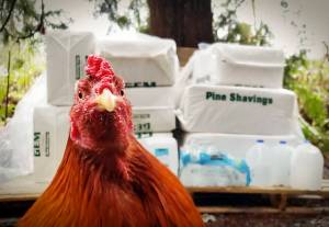 Courtesy photo                                Manny the rooster, a cockfighting rescue, in front of supplies. Rooster Haus Rescue is stocking up, preparing to stay a while due to a landslide on 356th Drive Southeast in Fall City, a sole access road for some 75 homes.