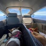 Up in the air, these two rescue dogs did just fine as they made their way from La Paz, Mexico, to Renton, Washington. Photo courtesy of Pilots N Paws