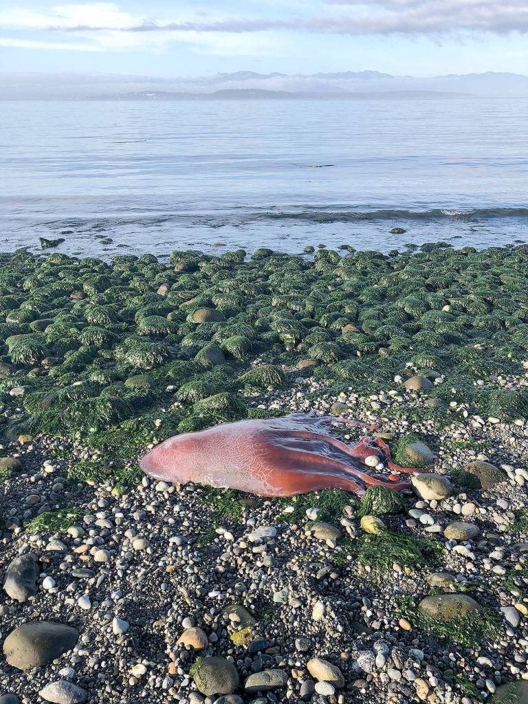 A sea creature found on the beach at Ebeys Landing may be a Haliphron atlanticus, or seven-armed octopus, scientists have theorized. Photo by Ron Newberry.