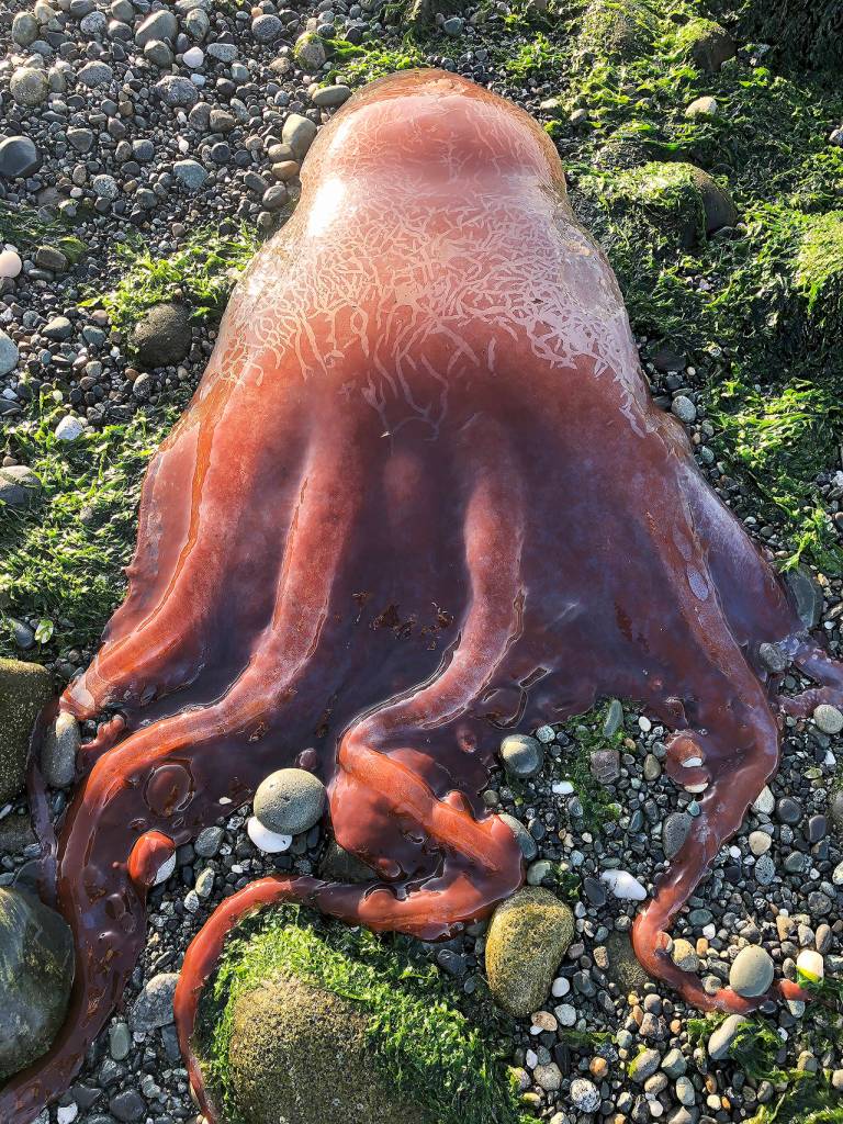 A sea creature found on the beach at Ebeys Landing may be a Haliphron atlanticus, or seven-armed octopus, scientists have theorized. (Ron Newberry)