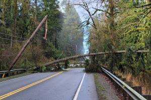 Woodinville-Duval Road, west of Snoqualmie Valley Road NE, is closed Wednesday (Jan. 13). Puget Sound Energy is removing a snagged tree from powerlines. Courtesy of King County