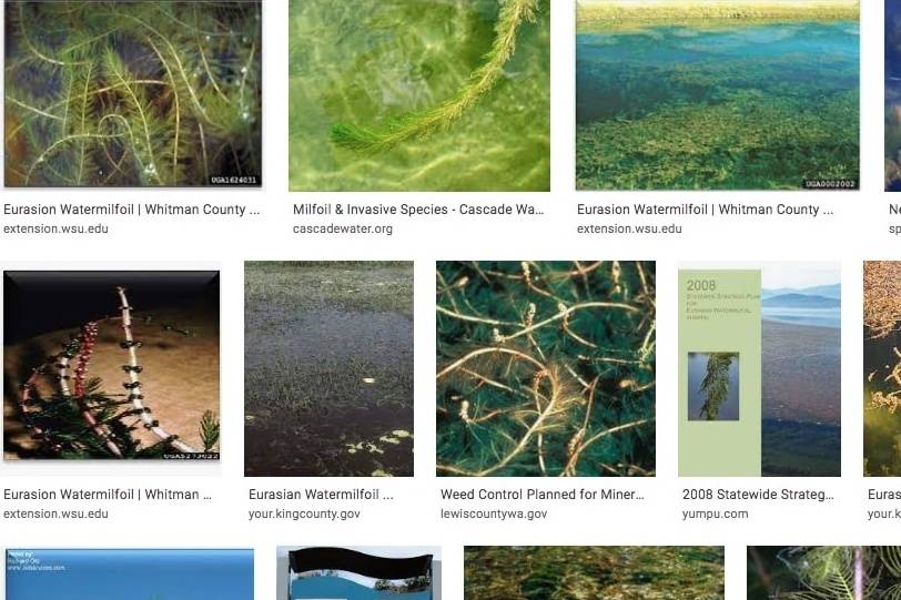 Google Images screenshot