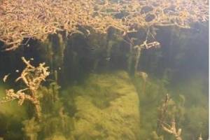 Eurasian watermilfoil. Courtesy of kingcounty.gov