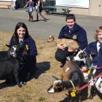 Mount Si FFA students pose with goats, from left Rebecca Glover, Greg Graham, and James Graham. Photo Courtesy of the Snoqualmie Valley School District.