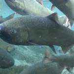 Spring Chinook Salmon.  Photo courtesy Michael Humling, US Fish & Wildlife Service