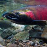 Flickr/Bureau of Land Management
A coho salmon.