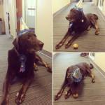King Countys ITA courthouse comfort dog, Murphy. Courtesy photo
