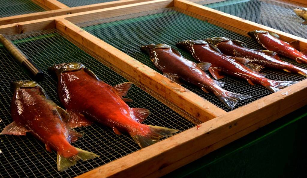 Kokanee Salmon at the Issaquah Salmon Hatchery. Photo by Conor Wilson/Valley Record.