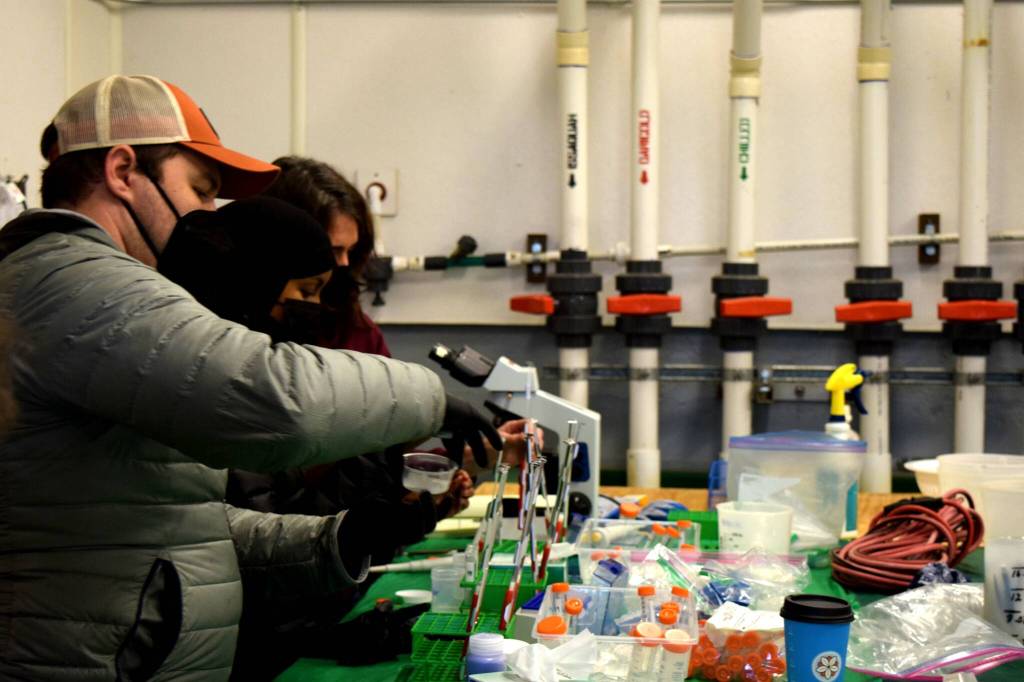 Members of the King County Lab work to preserve kokanee salmon milt to freeze. Photo by Conor Wilson/Valley Record.