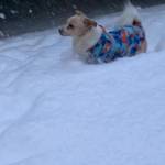 My Benny boy loves the snow. Photo submitted to the Valley Record by Robin L. Shehan
