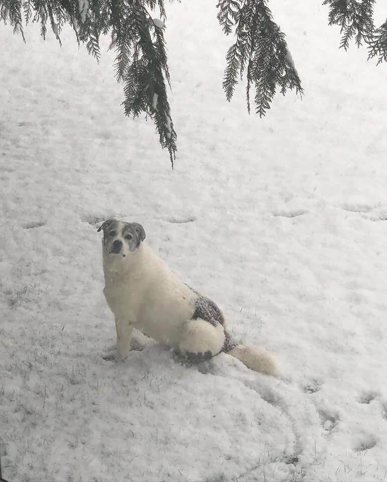 Photo submitted to the Valley Record by Mary Ellen Alspaugh Lingo