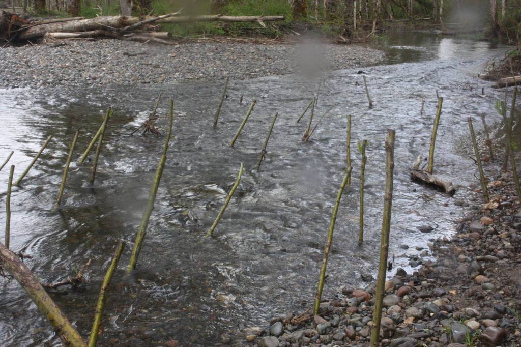 Young cottonwood tree planted to grow for river bank erosion control (Cameron Sheppard/Sound Publishing)
