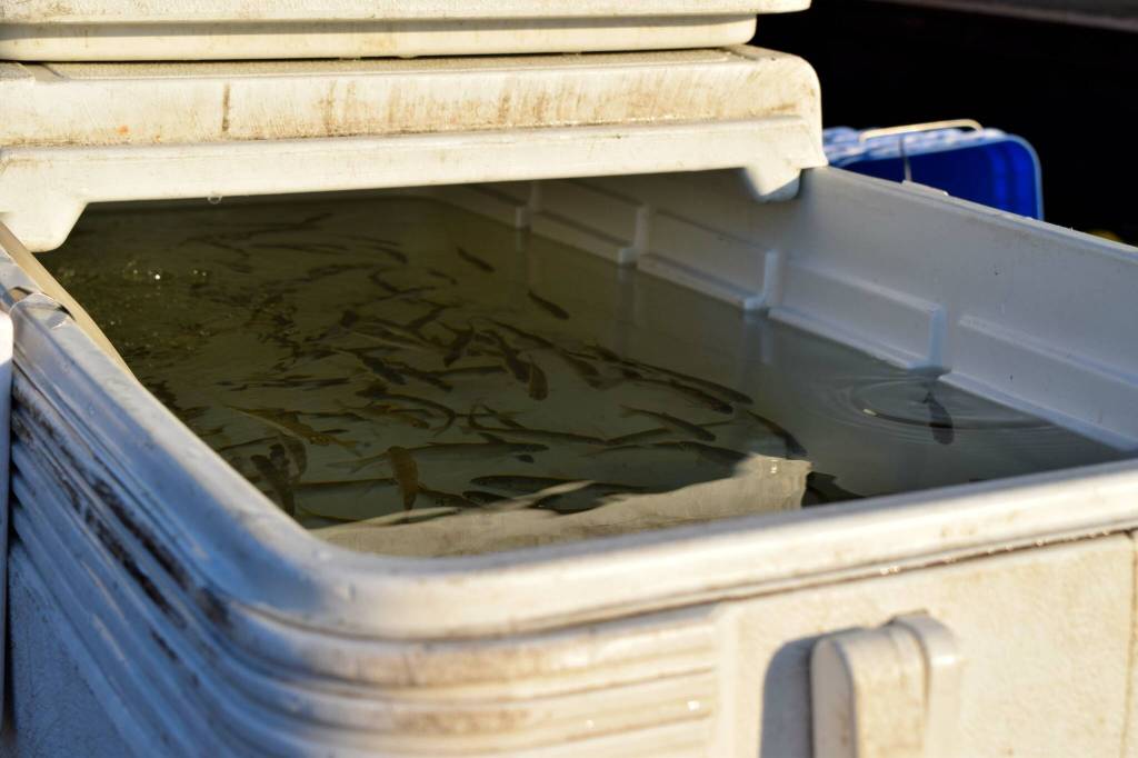 Kokanee salmon fry that were released at Lake Sammamish on Oct. 12. Photo by Conor Wilson/Valley Record