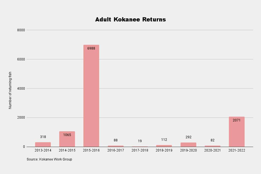 A graph of Lake Sammamish kokanee returns. Photo by Conor Wilson/Valley Record