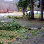 Fallen Tree limbs at Snoqualmie Elementary on Dec. 28. Photo Conor Wilson/Valley Record.