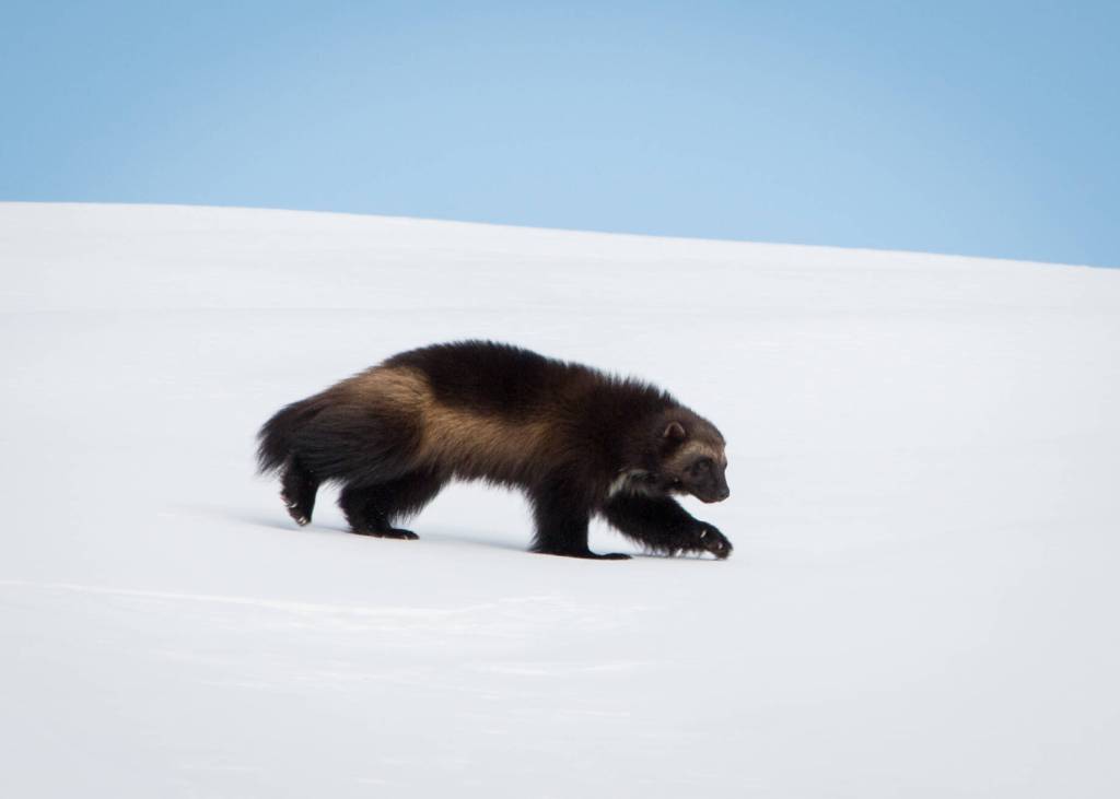Jonis son Dale, born in 2021, strides across a blanket of snow on Mount Rainier in January of this year. He now has at least three other siblings who share the mountain, not to mention his mom and dad.