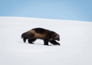 Jonis son Dale, born in 2021, strides across a blanket of snow on Mount Rainier in January of this year. He now has at least three other siblings who share the mountain, not to mention his mom and dad.