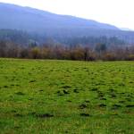 Photo by Conor Wilson/Valley Record
A crow walks through the open field at Meadowbrook Farms.