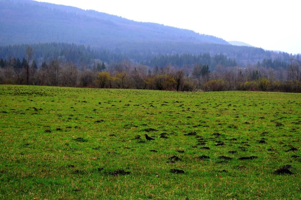 Photo by Conor Wilson/Valley Record
A crow walks through the open field at Meadowbrook Farms.