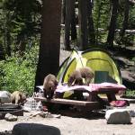 Bear cubs rummaging through a campsite where campers did not secure their food with bear safe containers. (U.S. Forest Service)