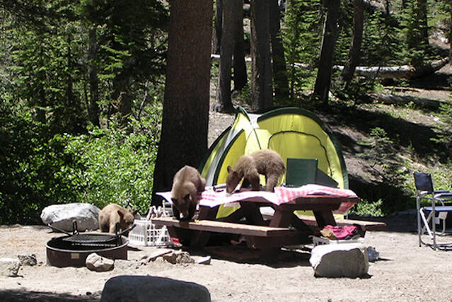 Bear cubs rummaging through a campsite where campers did not secure their food with bear safe containers. (U.S. Forest Service)