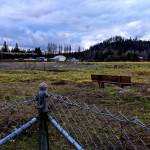 The Schefer Riverfront Property in western Carnation. The property is the proposed site of future business park development. Photo by Conor Wilson/Valley Record.