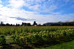 Part of the Harvold Trust Property. Photo Conor Wilson/Valley Record.