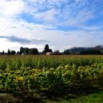 Part of the Harvold Trust Property. Photo Conor Wilson/Valley Record.