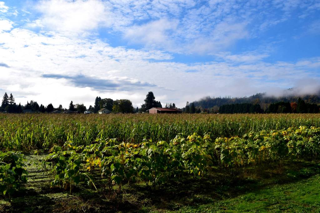 Part of the Harvold Trust Property. Photo Conor Wilson/Valley Record.
