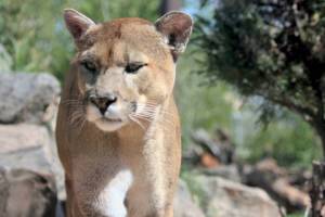 Cougar. (publicdomainpictures.net)