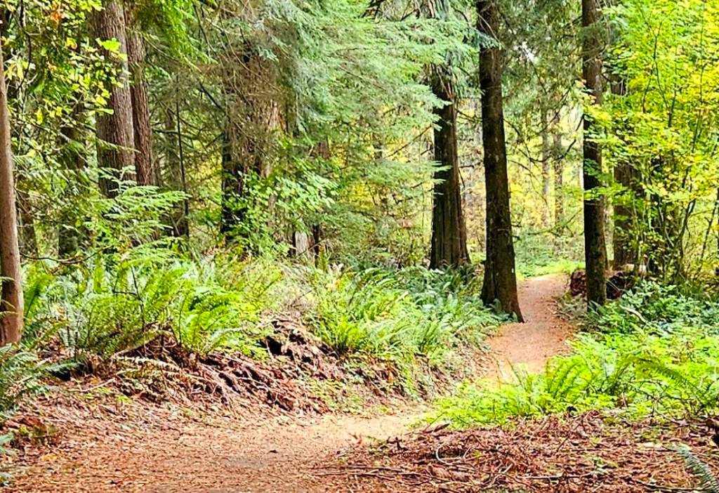 A portion of the Tennant Trailhead Park trail system. Photo courtesy of Minna Rudd