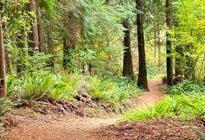 A portion of the Tennant Trailhead Park trail system. Photo courtesy of Minna Rudd
