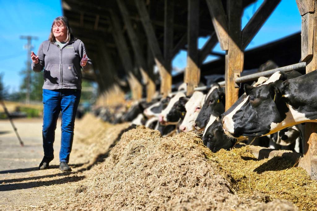 Leann Krainick being interviewed by King 5 while her cows chow down. Photo by Ray Miller-Still