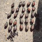 Photo courtesy of Homeland Security Investigations.
Items seized at an RV site near SE Homestead Valley Road.