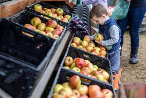 A boy picks out Honeycrisp apples for his family at Swans Trail Farms in Snohomish, Washington. Sound Publishing File Photo