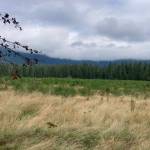 The SE 140th Street and 468th Avenue SE property. Mallory Kruml/Valley Record