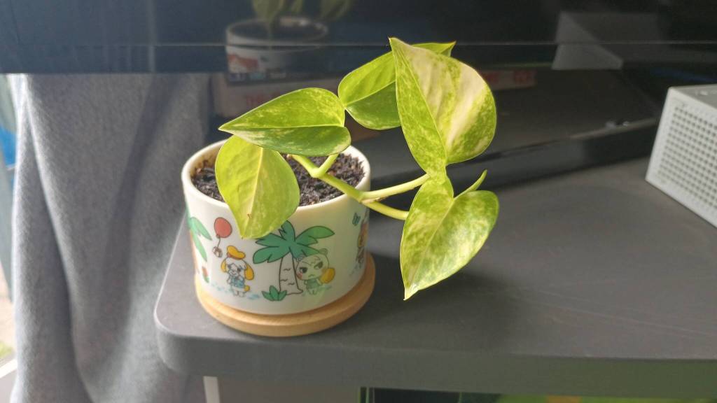 A newer Pothos in its tiny Animal Crossing pot.